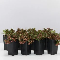 Indoor Garden Fittonia Albivenis Jungle Flame Houseplant Pack