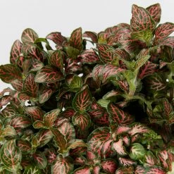 Indoor Garden Plant Packs Assorted Box Of Nerve Plants - Fittonia 85mm