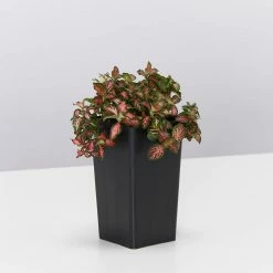 Indoor Garden Air Purifying Rainbow 🌈 Box - Indoor