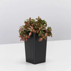 Indoor Garden Fittonia Albivenis Jungle Flame Houseplant Pack