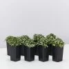 Indoor Garden Ground Covers Fittonia Verschaffettii Lovers