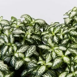 Indoor Garden Ground Covers Fittonia Verschaffettii Lovers