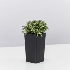 Indoor Garden The Teachers Classroom Houseplant Pack