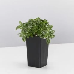 Indoor Garden Easy Care Plants Assorted Pack Of Houseplants 🍃 *Pick Your Own