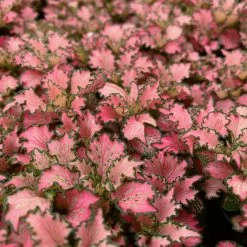 Indoor Garden Fittonia Albivenis Pink Anne Nerve Plants