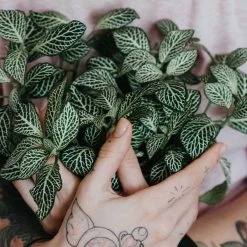 Indoor Garden Plant Packs Assorted Box Of Nerve Plants - Fittonia 85mm