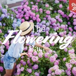 Shrubs Climbing Plants She's All That - The Flowering Pack