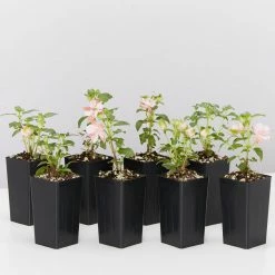 Shrubs Fuchsia X Hybrida Charm Neon White