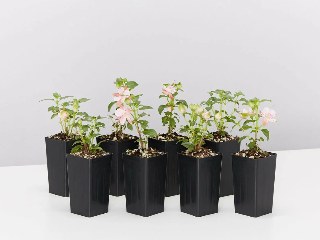 Shrubs Fuchsia X Hybrida Charm Neon White 4 Shrubs Fuchsia X Hybrida Charm Neon White