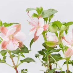 Shrubs Border Plants Potted Pretties Full Shade Mix