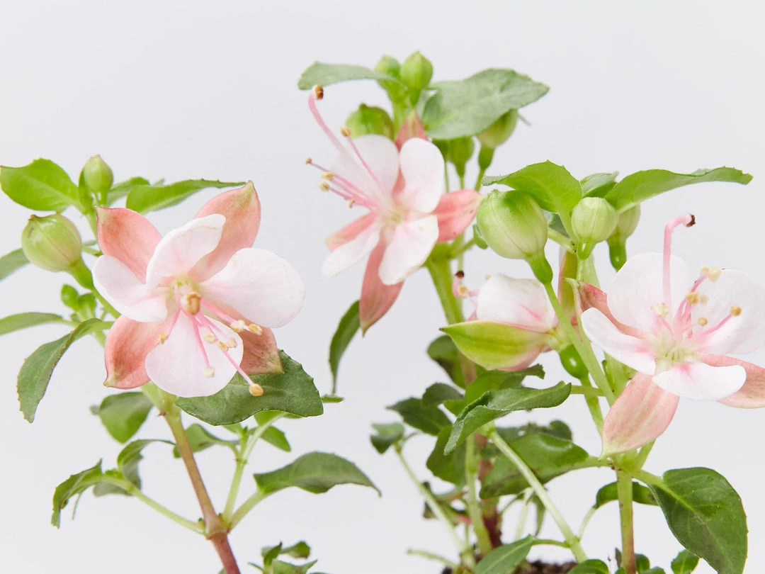 Shrubs Fuchsia X Hybrida Charm Neon White 3 Shrubs Fuchsia X Hybrida Charm Neon White