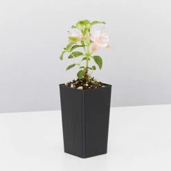 Shrubs Fuchsia X Hybrida Charm Neon White 8 Shrubs Fuchsia X Hybrida Charm Neon White