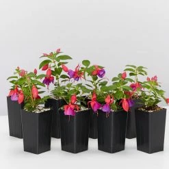 Shrubs Fuchsia Magellanica Charm Rose Purple Border Plants