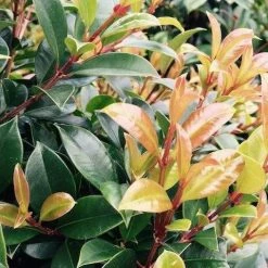 Hedge Syzygium Resilience Lilly Pilly Hedging Pack Hedging Plants