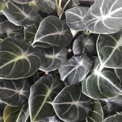 Indoor Garden Alocasia Reginula 'Black Velvet' Elephant Ears Plant Alocasias