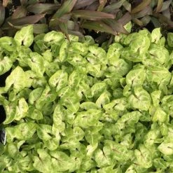 Indoor Garden Syngonium Golden Illusion - 85mm