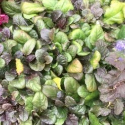 Shrubs Ajuga Reptans
