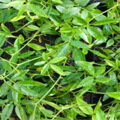 Shrubs Full Sun Rosa Banksiae Lutea