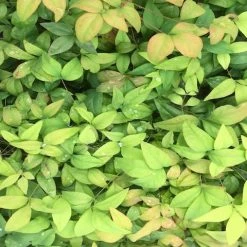 Hedge Nandina Domestica