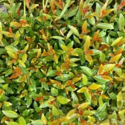 Hedge Acmena Smithii 'Firescreen' Lilly Pilly Screening Pack