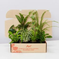 Indoor Garden Cat-Friendly Indoor Plant Pack 🐈