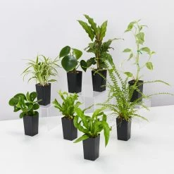 Indoor Garden Pet-Friendly Indoor Plant Pack 🐶