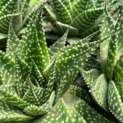 Succulents Gasteria Durban 85mm