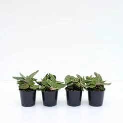 Succulents Gasteria Little Warty