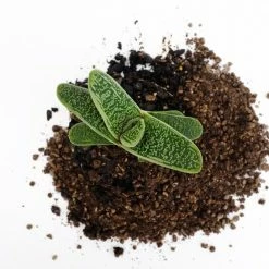 Succulents Gasteria Little Warty