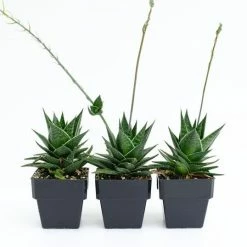 Succulents Pool Friendly Plants Gasteria Morombe 85mm