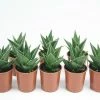 Succulents Pool Friendly Plants Gasteria Morombe