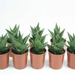 Succulents Pool Friendly Plants Gasteria Morombe