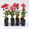 Shrubs Geranium Nano Red