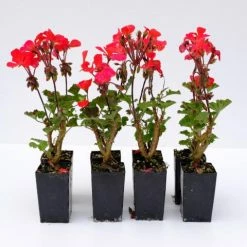 Shrubs Geranium Nano Red