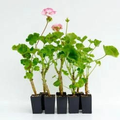 Shrubs Geranium Pinto White To Rose