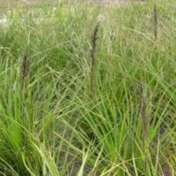 Shrubs Gahnia Sieberiana Border Plants