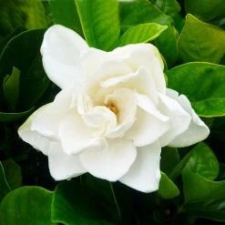Hedge Gardenia Augusta Magnifica