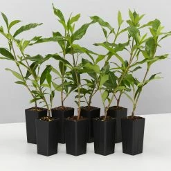 Hedge Shrubs Gardenia Augusta Four Seasons