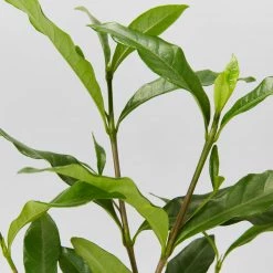 Hedge Shrubs Gardenia Augusta Four Seasons