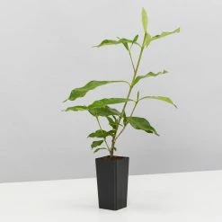 Hedge Shrubs Gardenia Augusta Four Seasons