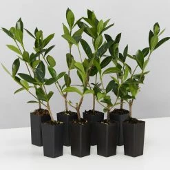 Hedge Gardenia Augusta Golden Magic