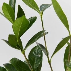 Hedge Gardenia Augusta Golden Magic