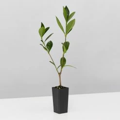 Hedge Gardenia Augusta Golden Magic