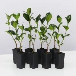 Hedge Shrubs Gardenia Augusta Ocean Pearl