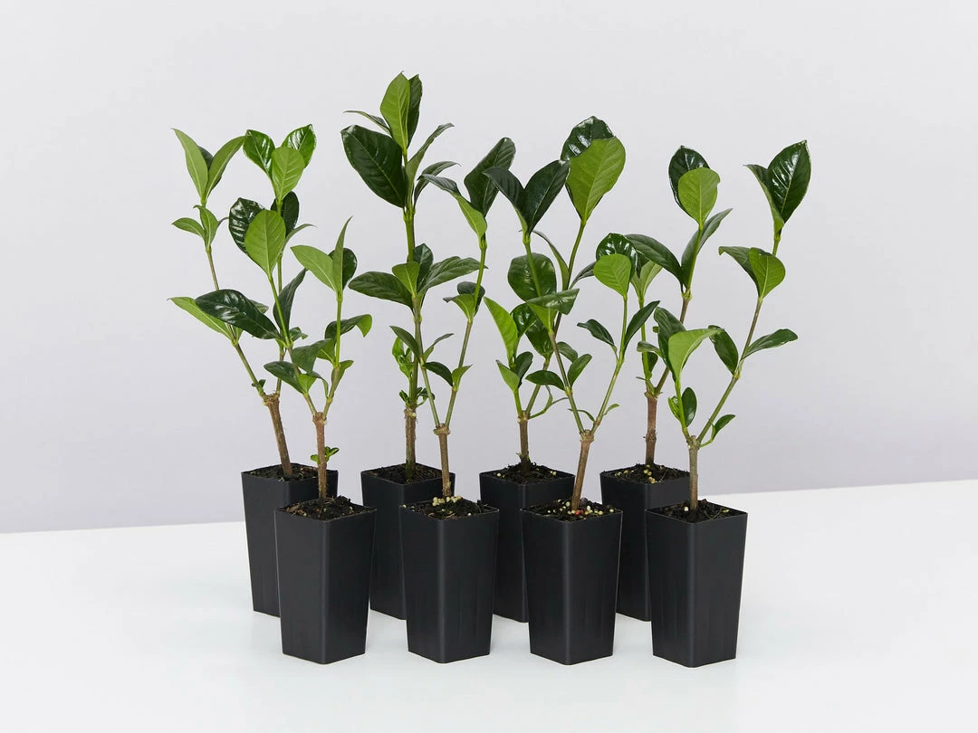 Hedge Gardenia Augusta Magnifica 3 Hedge Gardenia Augusta Magnifica