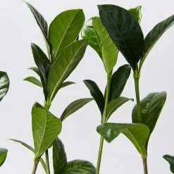 Hedge Gardenia Augusta Magnifica 12 Hedge Gardenia Augusta Magnifica
