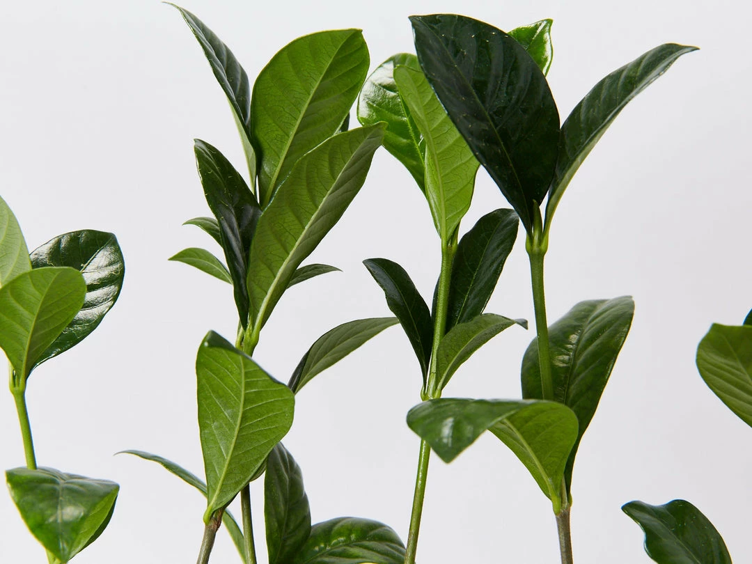 Hedge Gardenia Augusta Magnifica 5 Hedge Gardenia Augusta Magnifica