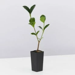 Hedge Shrubs Gardenia Augusta Ocean Pearl