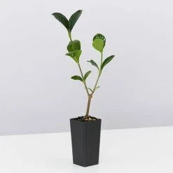 Shrubs Climbing Plants She's All That - The Flowering Pack