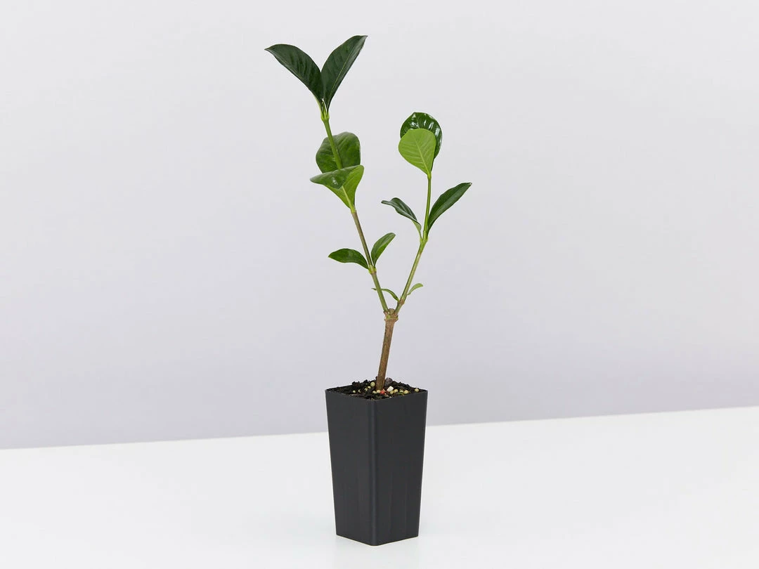 Hedge Gardenia Augusta Magnifica 8 Hedge Gardenia Augusta Magnifica